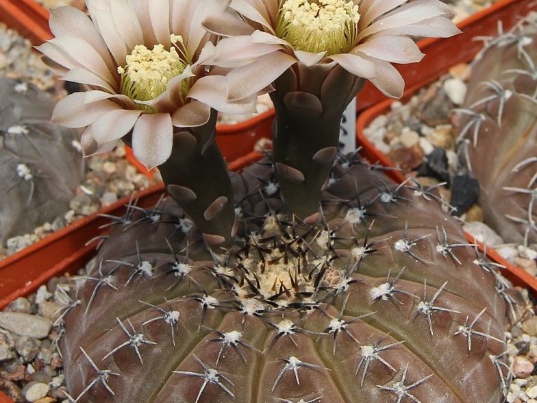 Gymnocalycium occultum JS 196