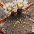 Gymnocalycium occultum JS 196