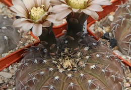 Gymnocalycium occultum JS 196