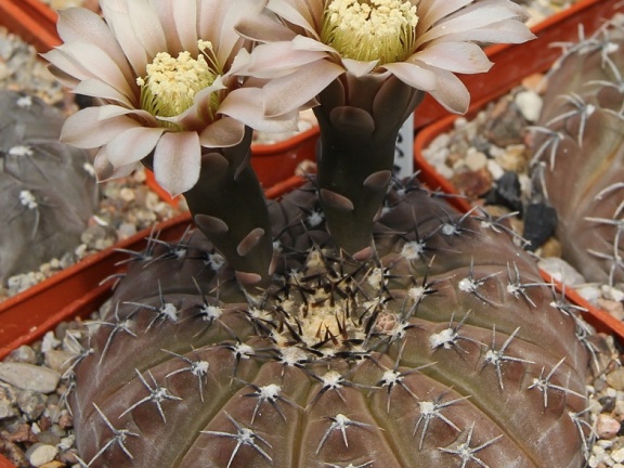 Gymnocalycium occultum JS 196