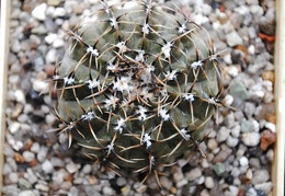 Gymnocalycium occultum P 131B