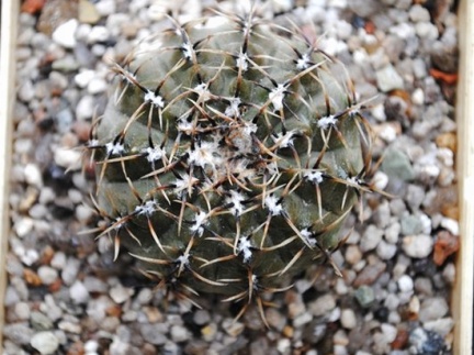 Gymnocalycium occultum P 131B