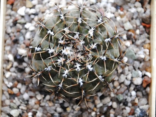 Gymnocalycium occultum P 131B
