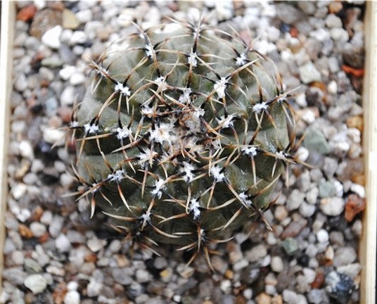 Gymnocalycium occultum P 131B