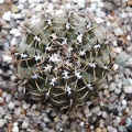 Gymnocalycium occultum P 131B