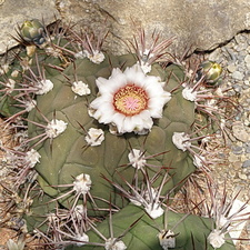 Gymnocalycium pflanzii