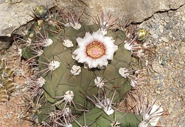 Gymnocalycium pflanzii