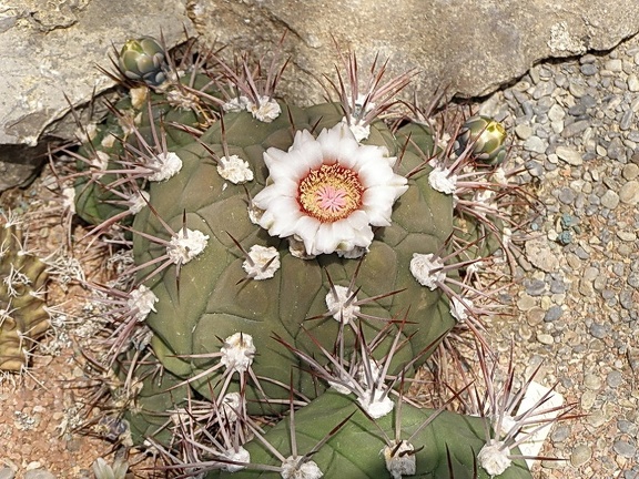 Gymnocalycium pflanzii