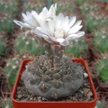 Gymnocalycium quehlianum