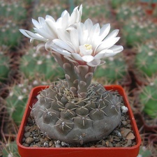 Gymnocalycium quehlianum