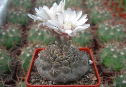 Gymnocalycium quehlianum