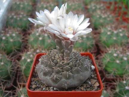 Gymnocalycium quehlianum