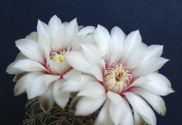 Gymnocalycium quehlianum Pechersky