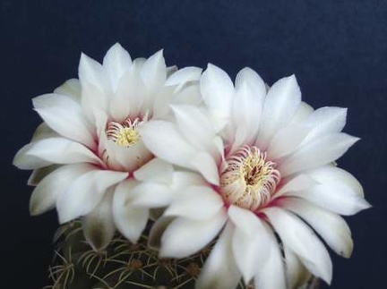 Gymnocalycium quehlianum Pechersky