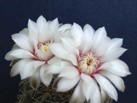 Gymnocalycium quehlianum Pechersky
