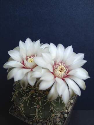 Gymnocalycium quehlianum Pechersky