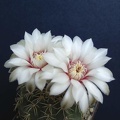 Gymnocalycium quehlianum Pechersky
