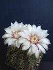 Gymnocalycium quehlianum Pechersky