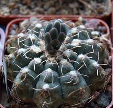 Gymnocalycium quehlianum Zoz FG
