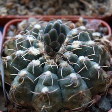 Gymnocalycium quehlianum Zoz FG