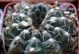 Gymnocalycium quehlianum Zoz FG