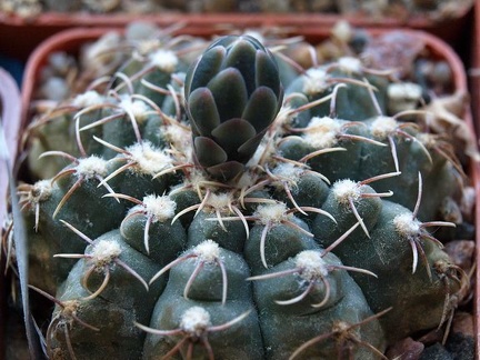Gymnocalycium quehlianum Zoz FG