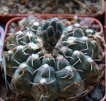 Gymnocalycium quehlianum Zoz FG