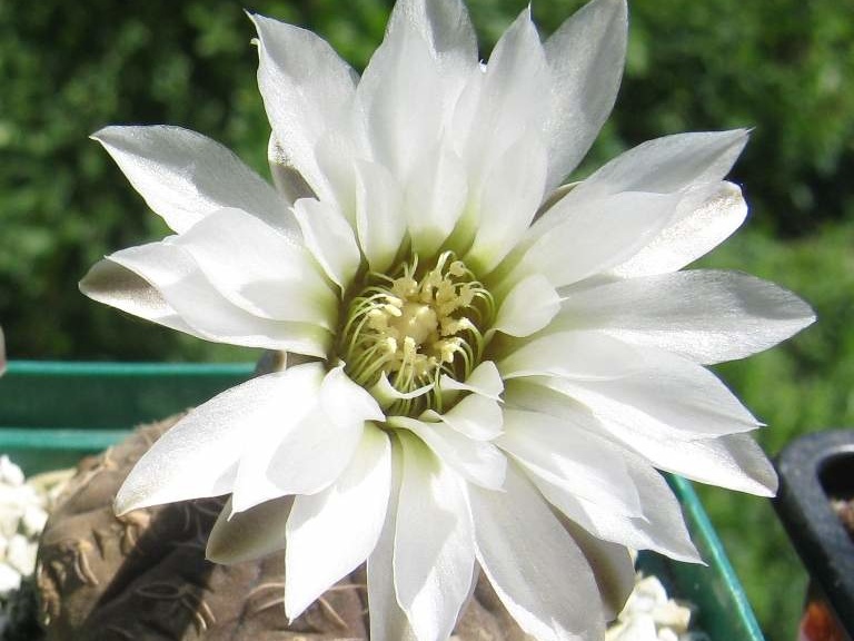 Gymnocalycium ragonesei