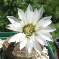 Gymnocalycium ragonesei
