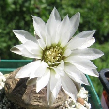 Gymnocalycium ragonesei