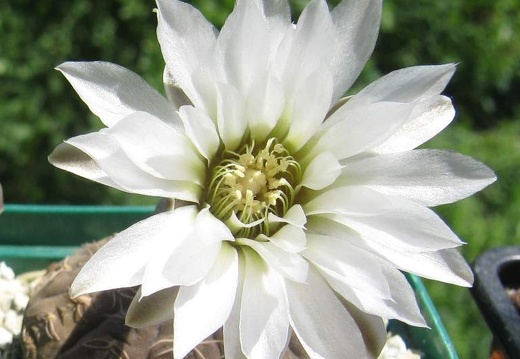 Gymnocalycium ragonesei
