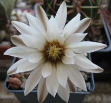 Gymnocalycium ragonesei Rost FG