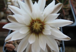 Gymnocalycium ragonesei Rost FG