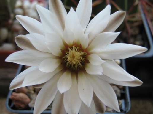 Gymnocalycium ragonesei Rost FG