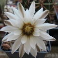 Gymnocalycium ragonesei Rost FG