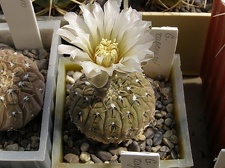 Gymnocalycium ragonesei