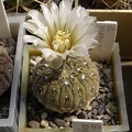 Gymnocalycium ragonesei