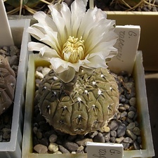 Gymnocalycium ragonesei