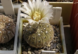 Gymnocalycium ragonesei