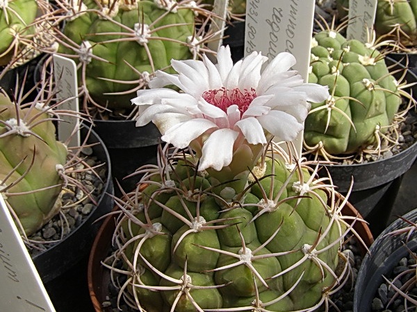 Gymnocalycium regoue