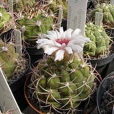 Gymnocalycium regoue