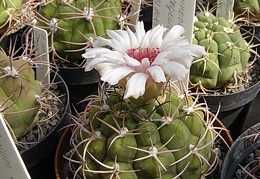 Gymnocalycium regoue