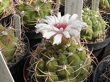 Gymnocalycium regoue
