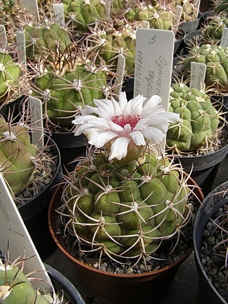 Gymnocalycium regoue