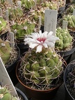 Gymnocalycium regoue