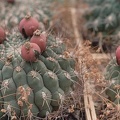 Gymnocalycium saglione
