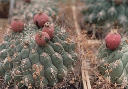 Gymnocalycium saglione