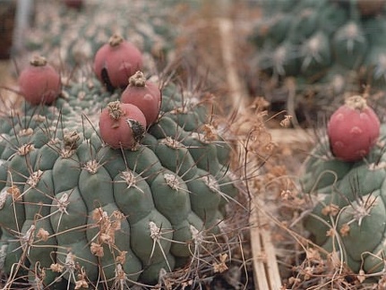 Gymnocalycium saglione