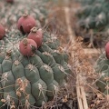 Gymnocalycium_saglione.jpg