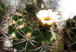 Gymnocalycium saglionis DA FG